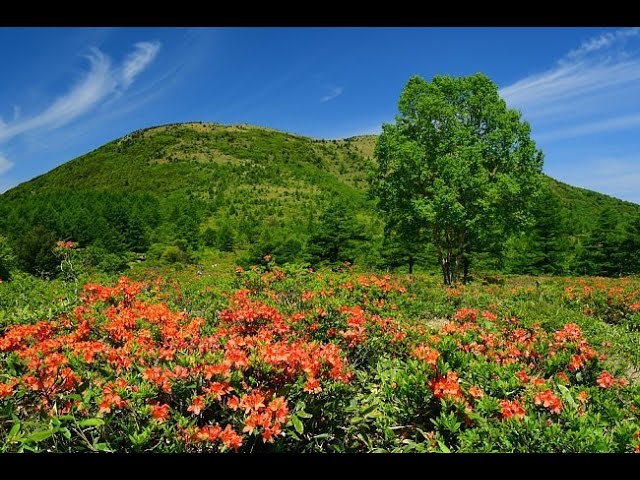 レンゲツツジの花が咲く湯の丸高原 4k撮影 Youtube