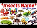 Insects Name | Learn 20 Insect Name For Kids With Picture Vocabulary | Name of Insect For preschool 