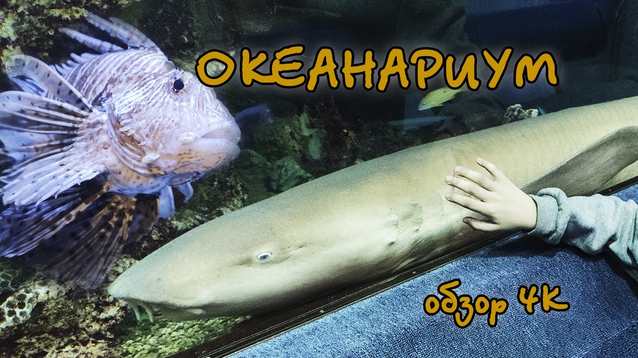 Океанариум Санкт Петербург видео 4K - Океанариум СПБ БОЛЬШОЙ ОБЗОР