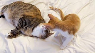 고양이들이 친해지는 과정 [합사이야기] by 뚜리뚜바랑 DDU Cat Family 64,410 views 3 months ago 11 minutes, 18 seconds