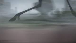 UP | Three Dogs Dash