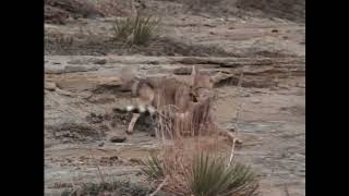 Coyote LOSES TO RINGTAIL CAT!