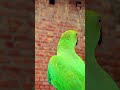 Amazing parrot sounds 🦜 #petbirds #parrot #talkingparot #shortvideo