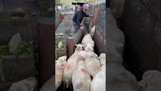 Sheep sorting doesn’t harm them . #youtubeshorts #sheep #farming can you guess what I’m sorting