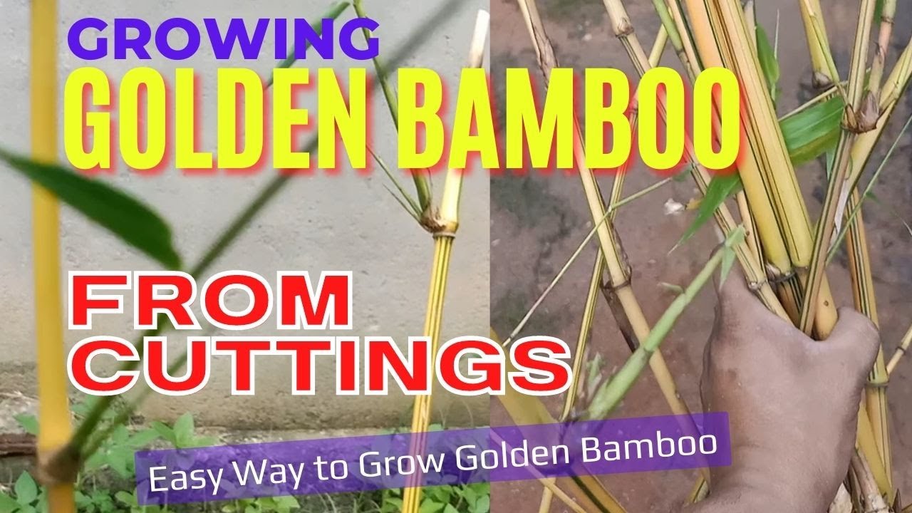 How to Grow Golden Bamboo from Cuttings at Your Home Easy Way to