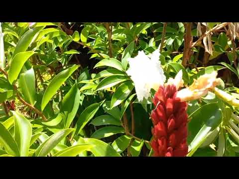 Best Garden Plants #vacation#2023