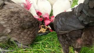 Can chickens eat garbanzo beans or chickpeas