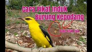 CARA PIKAT INDUK BURUNG KEPODANG EMAS PAKE ANAK NYA