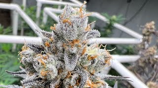 Perpetual Organic Cannabis Garden in Sub Irrigated Planters