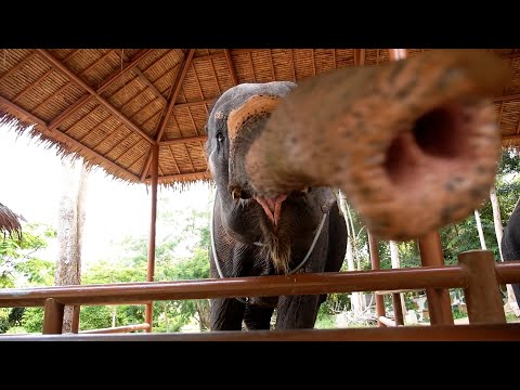 How Many Animals Can You Name? Game 7 - Learning Animals with Woof and Joy #animals #education