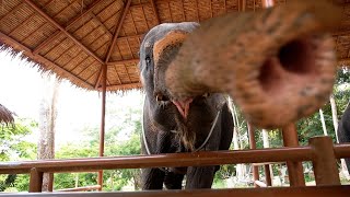 How Many Animals Can You Name? Game 7 - Learning Animals with Woof and Joy #animals #education screenshot 4