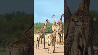 African Safari Experience – Explore Wildlife & Breathtaking Landscapes