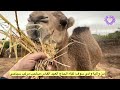 من ولاية وادي سوف لقاء مع الحاج العيد الفاس صاحب مركب سياحي 