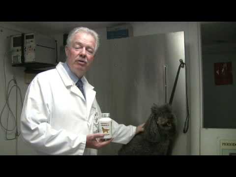 Video: Joint Health In Older Dogs And Cats