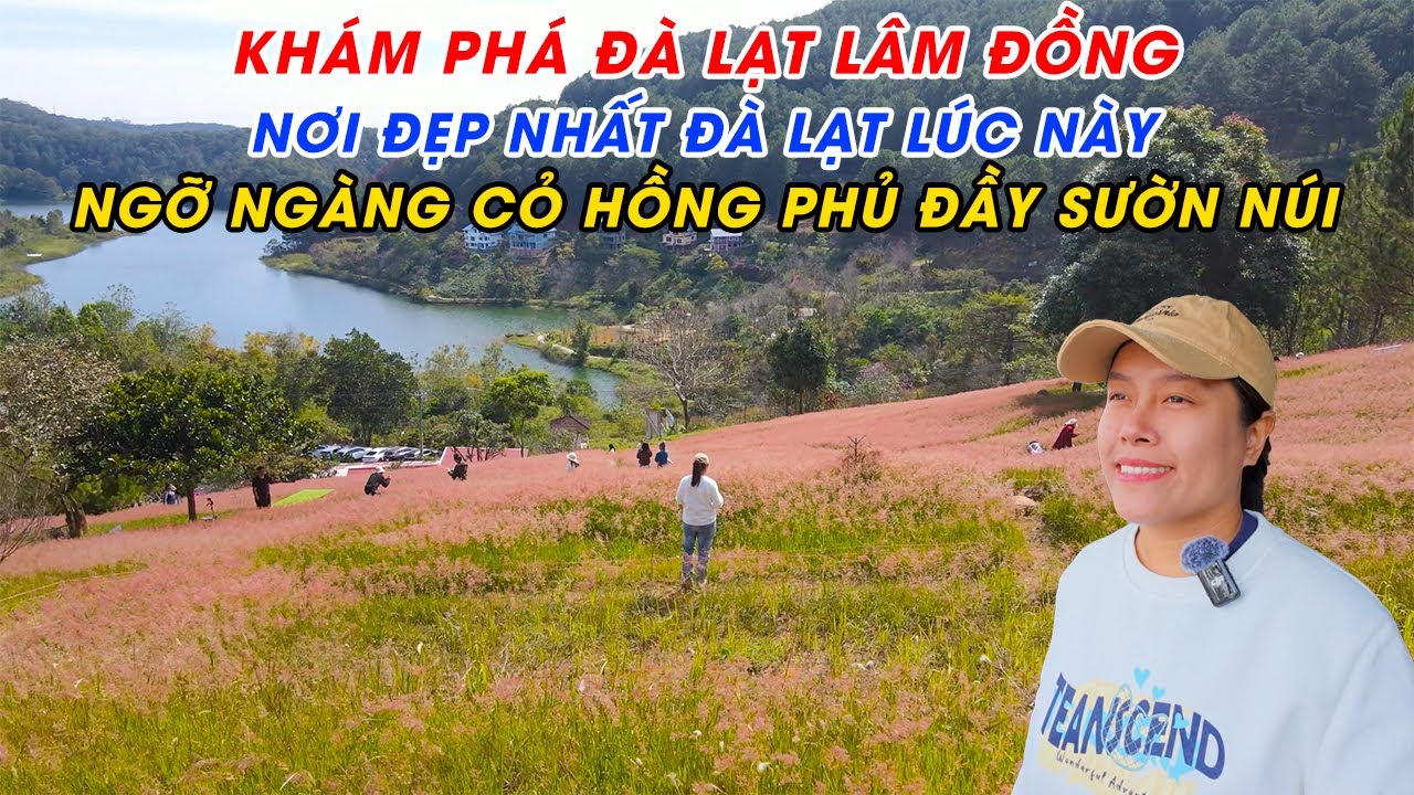 Khám phá Đà Lạt Lâm Đồng | Nơi đẹp nhất Đà Lạt lúc này - Ngỡ ngàng cỏ hồng phủ đầy sườn núi
