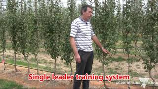 Introduction to the Blush pear planting systems experiment Wealth