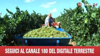 LECCE VENDEMMIA CONTI ZECCA