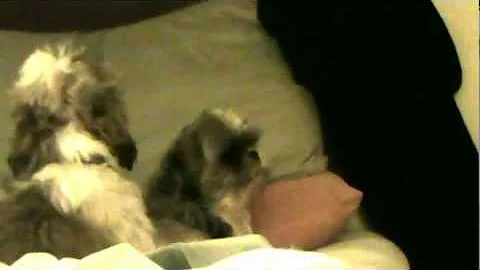 Dogs trying to sing