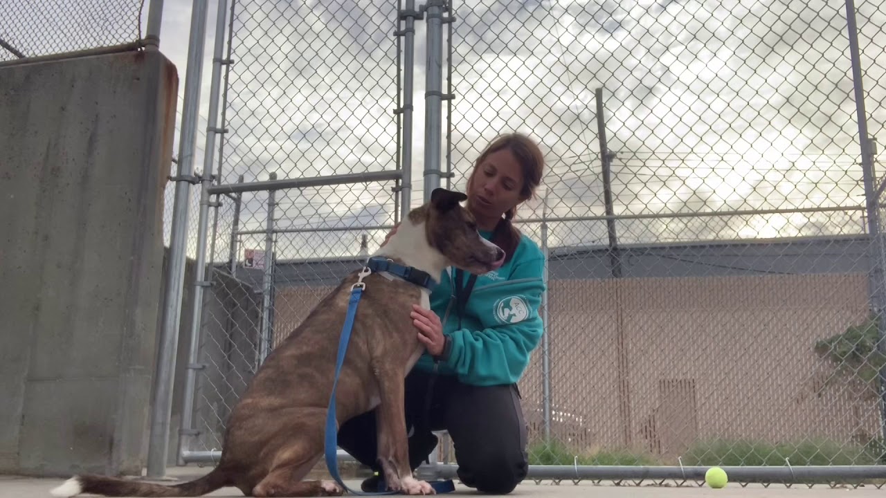 camera iphone 8 plus apk Chewy 74615 | As Sweet As Can Be!