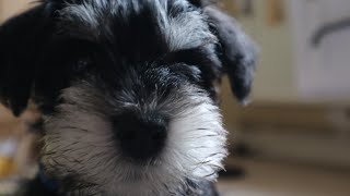 Miniature Schnauzer Growing Up, 11 weeks to 10 months | Wilf updates finale by ZakkyM 4,653 views 5 years ago 4 minutes, 31 seconds