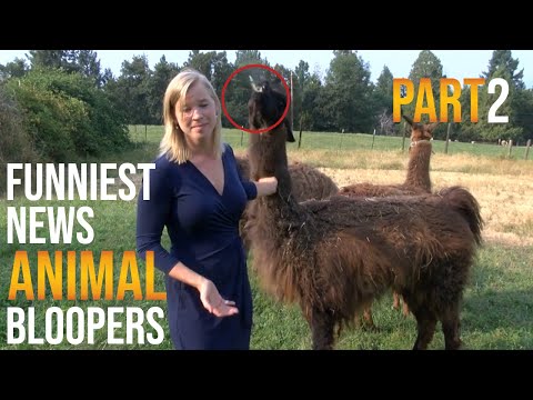 funniest-animal-bloopers-on-live-tv-part-2