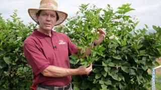 PA Freedom thornless primocane-fruiting blackberry