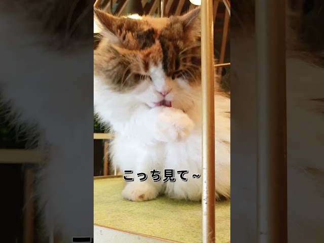 猫ちゃん可愛いね #vtuber #cat