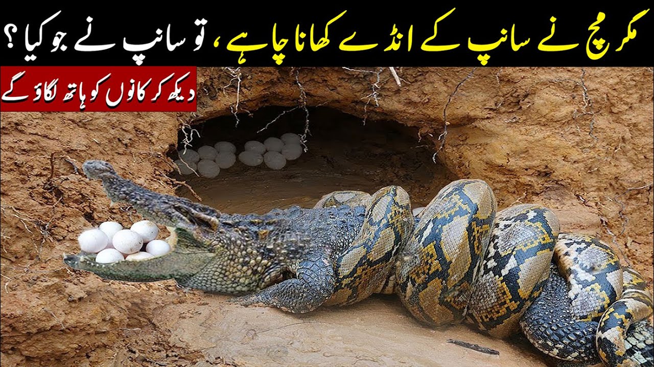 Crocodile Vs Python | What Happened With The Crocodile? Planet Earth ...