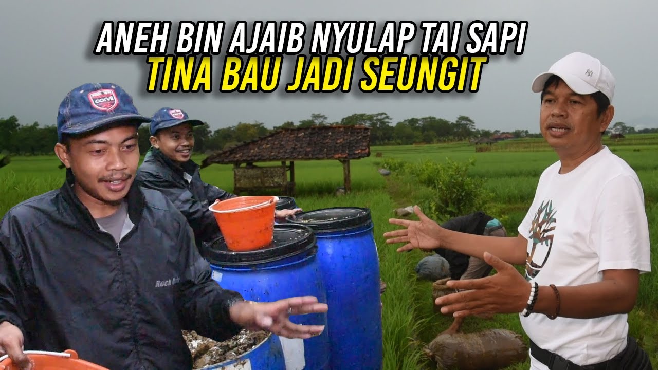 ASWIN RUBAH KOTORAN SAPI DARI BAU MENJIJIKAN MENJADI WANGI MENJANJIKAN