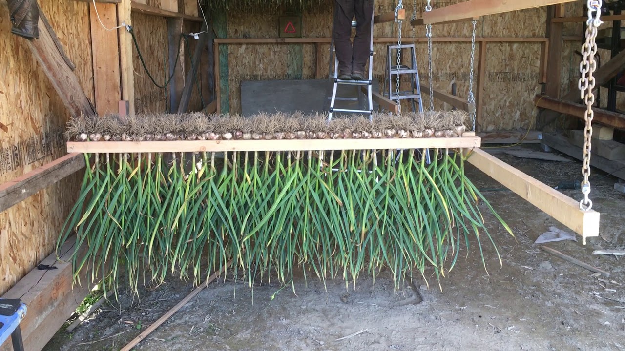 Garlic Drying Process - YouTube