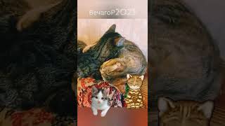 Кошечки: Вот такая любовь (тема из "Эммануэль")😻_ВечагоР2023.