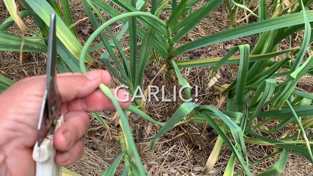 Growing Garlic Cut Those Scapes! YouTube