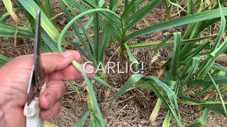 Growing Garlic: Cut Those Scapes! screenshot 5
