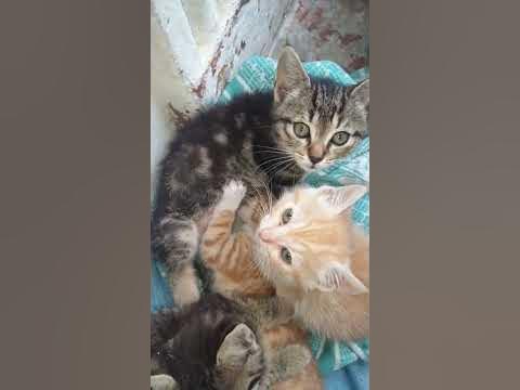 брошеный котенок - YouTube