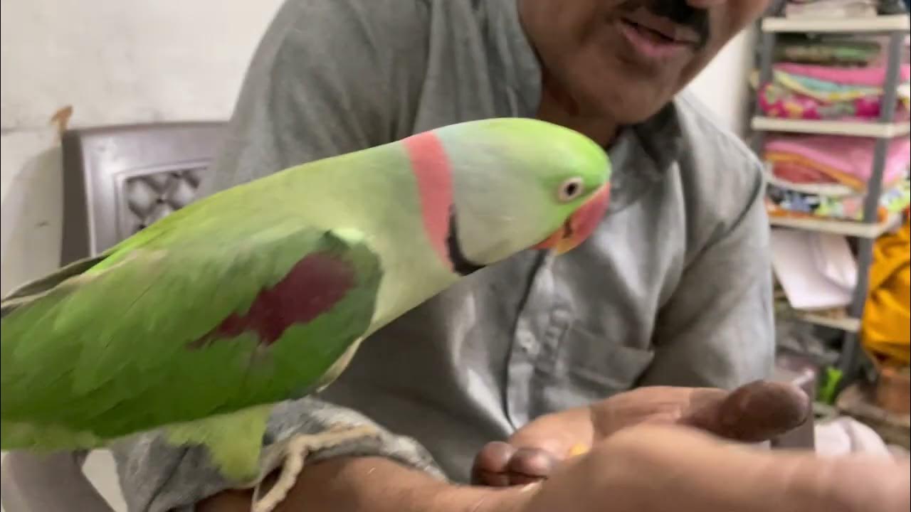 Parrot is eating almonds YouTube