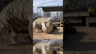 Kira's heartwarming story 🐅❤️  #animals   #wildlife  #sad