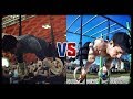 EMANUELE MAJELI VS ZIOLUS - THE BATTLE OF THE 2 STRONGEST CALISTHENICS ATHLETES