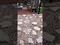 When your basil decides to escape!