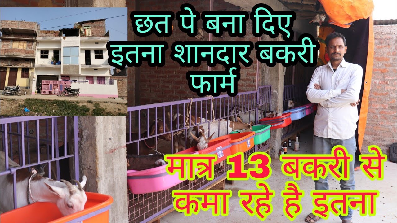 На крыше построили такую ​​замечательную козью ферму. Козья ферма, Патна, Бихар.