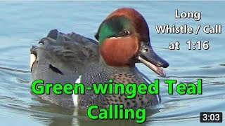 Pintall duck Sounds Best Call Birds