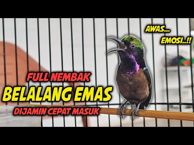 MASTERAN KOLIBRI NINJA GACOR FULL BONGKAR ISIAN !! AMPUH UNTUK PANCINGAN KOLIBRI NINJA AGAR EMOSI class=