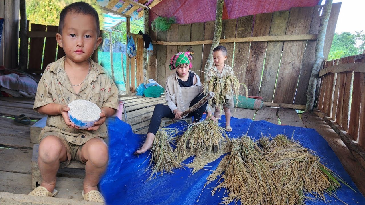 Early harvest season, the first time Tua and mother got to eat new sticky rice