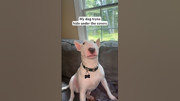 Bro tried to hide #dogs #funny #dogshorts #brainrot #comedy