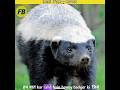 Fearless animal honey badger||animal fusion||#shorts|#shortsfeed|#animals