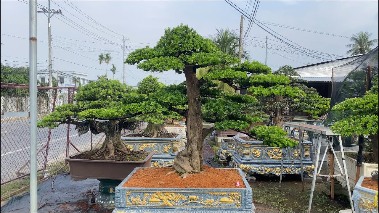 Selling 5 beautiful, upright-shaped, diamond-shaped pine bonsai