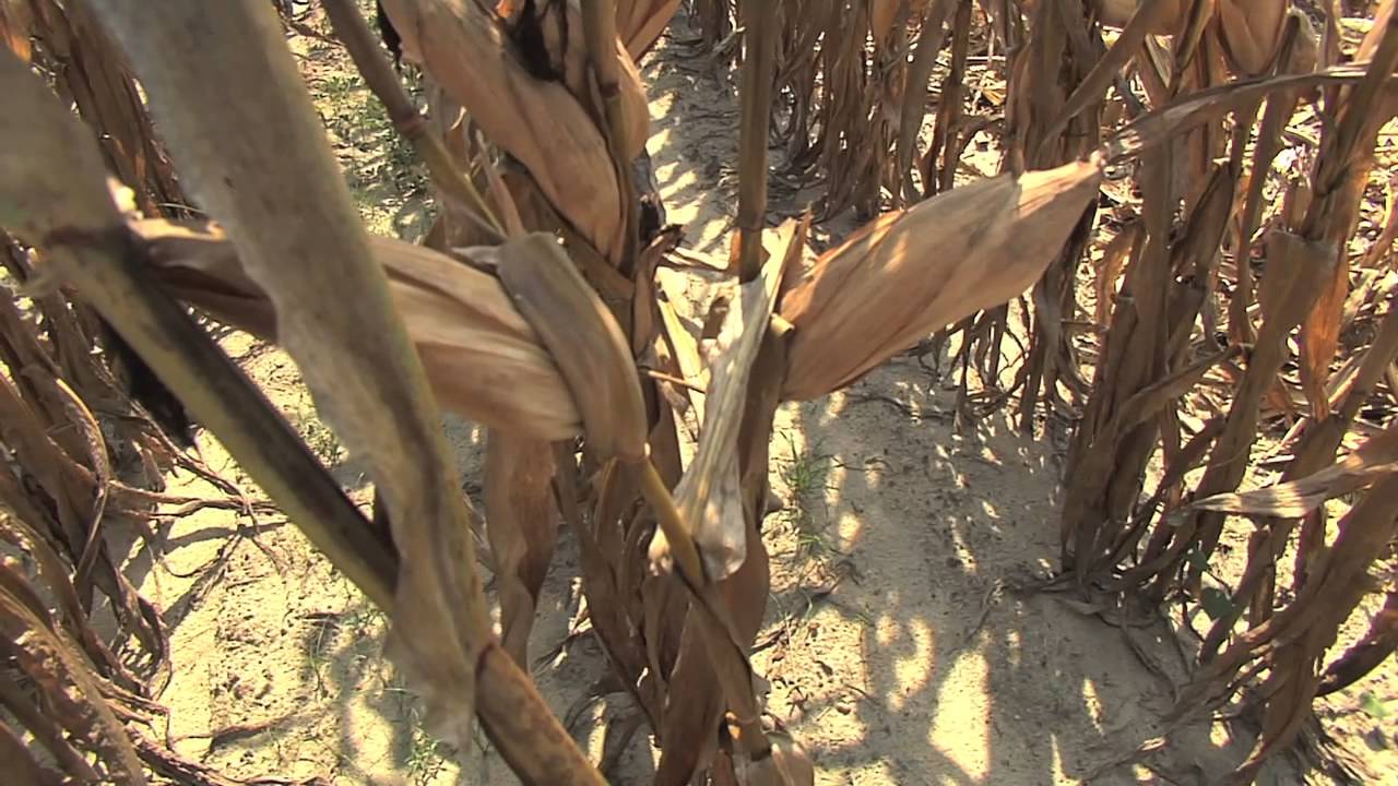 Summer Rains Delay Corn Harvest, Cause Problems For Buyers - YouTube