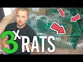 Comment attraper des RATS avec une cage ?