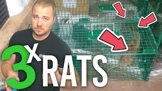 Comment attraper un rat dans une nasse ?