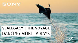 Dancing Mobula Rays in the Sea of Cortez: SeaLegacy | The Voyage
