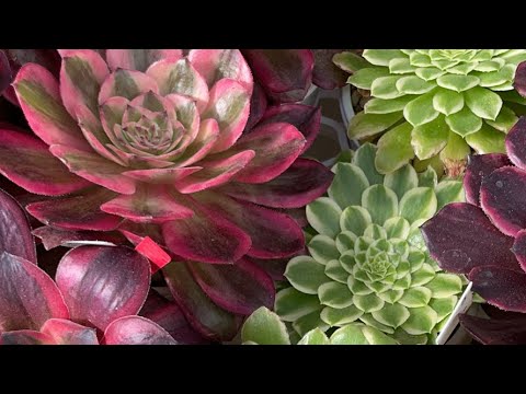 多肉植物 アエオニウム 即売会4月18日❗️🙋‍♀️🙋‍♂️ どうも、と